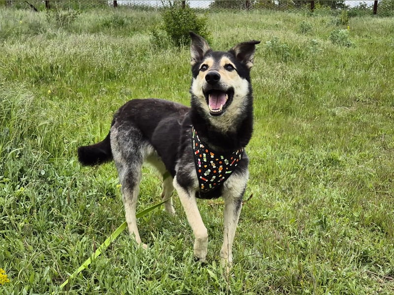 Chappy sucht seine Menschen