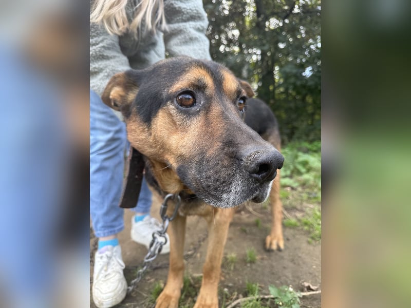 Rexi sucht ein Herz, das ihn liebt