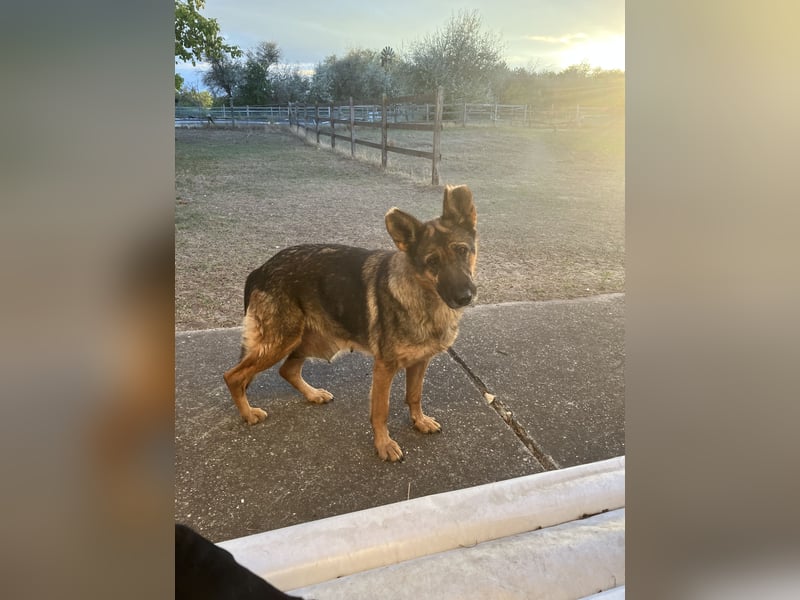 Tara - wer schenkt ihr eine Zukunft?