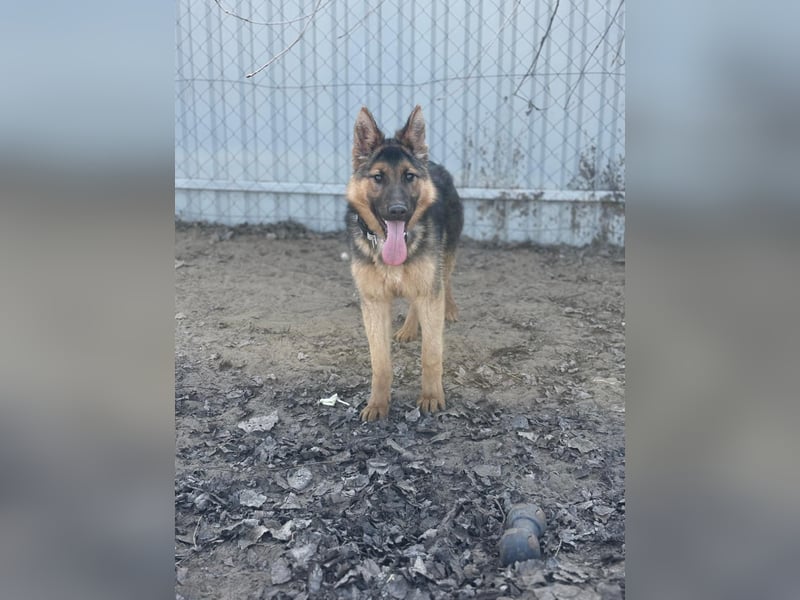 Blanka sucht ein Herz, das bleibt