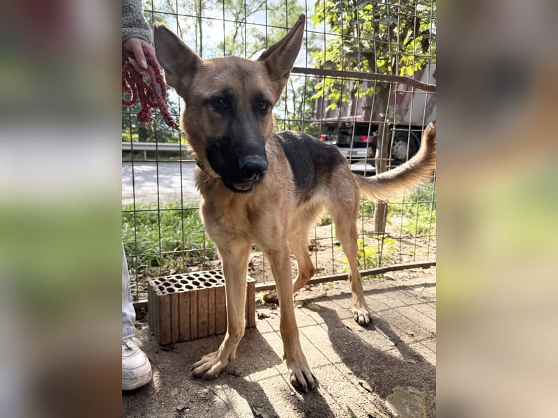 Missy Schäferhund fans aufgepasst !!!