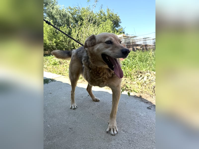 Jago sucht seine Herzensmenschen