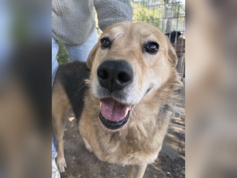 Jago - Pures Glück auf 3 Beinen