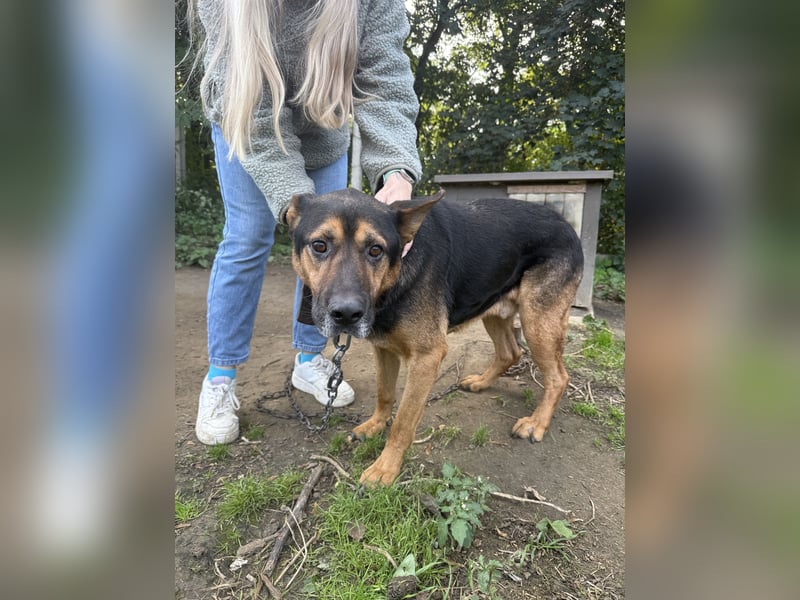 Rexi sucht ein Herz, das ihn liebt