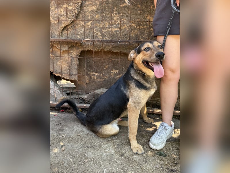 Jankó sucht das Abenteuer