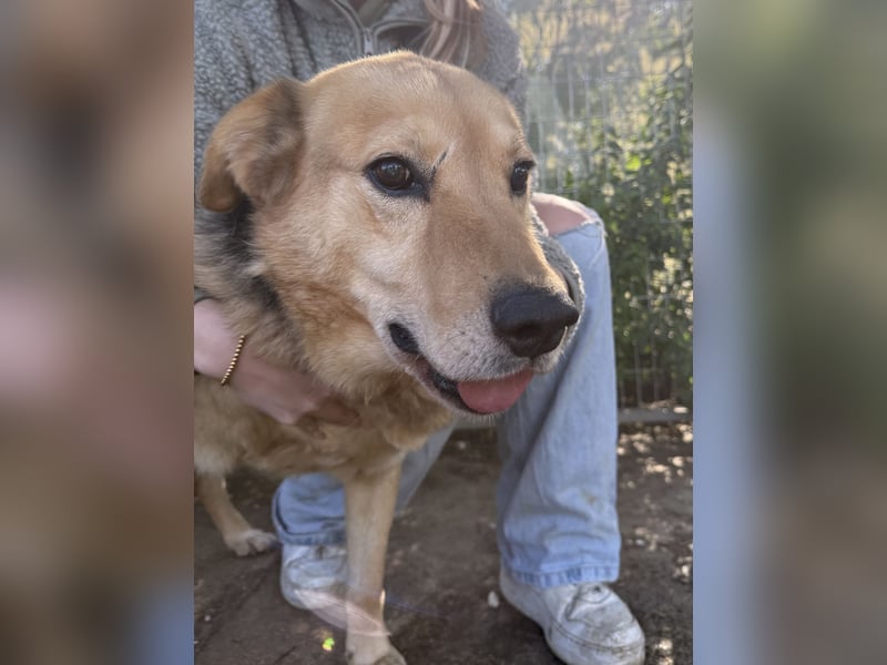 Jago - toller Kerl auf drei Beinen