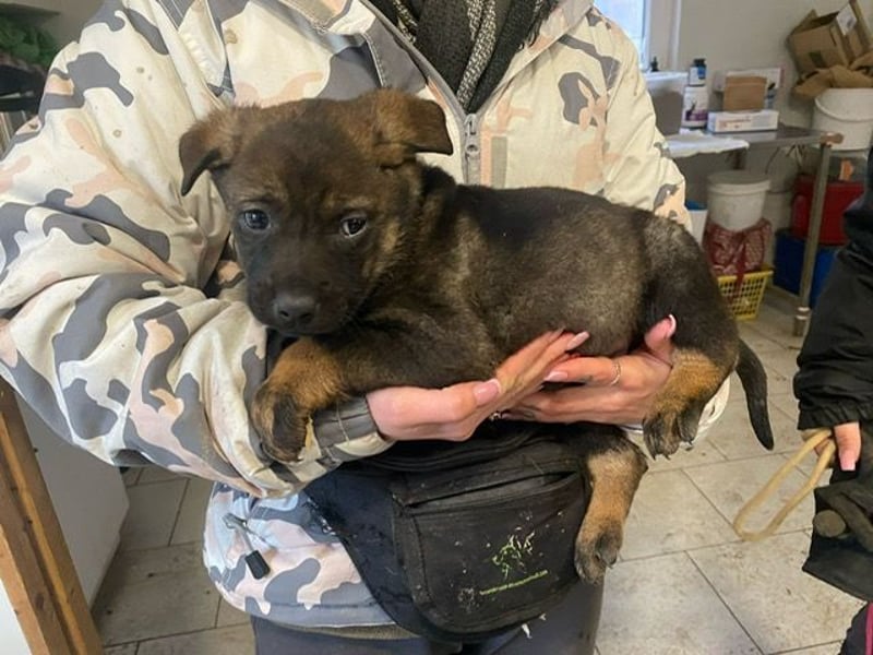 Valentino  sucht Liebe und Geborgenheit