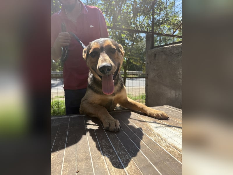 Jankó - treue Seele sucht warmes Zuhause!