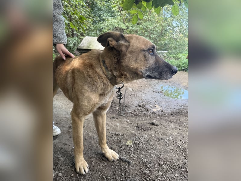 Füles sucht einen Wegbegleiter