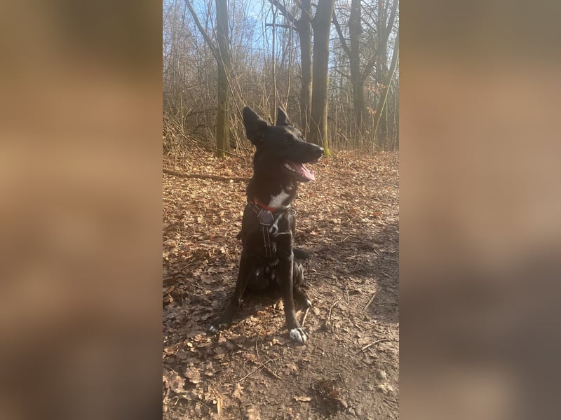 COOPER ❤️ sensibler Schäferhund, Pflegefamilie Köln