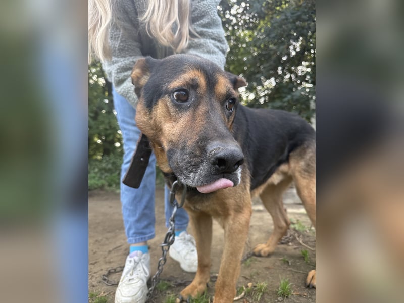 Rexi wartet auf ein Leben voller Liebe