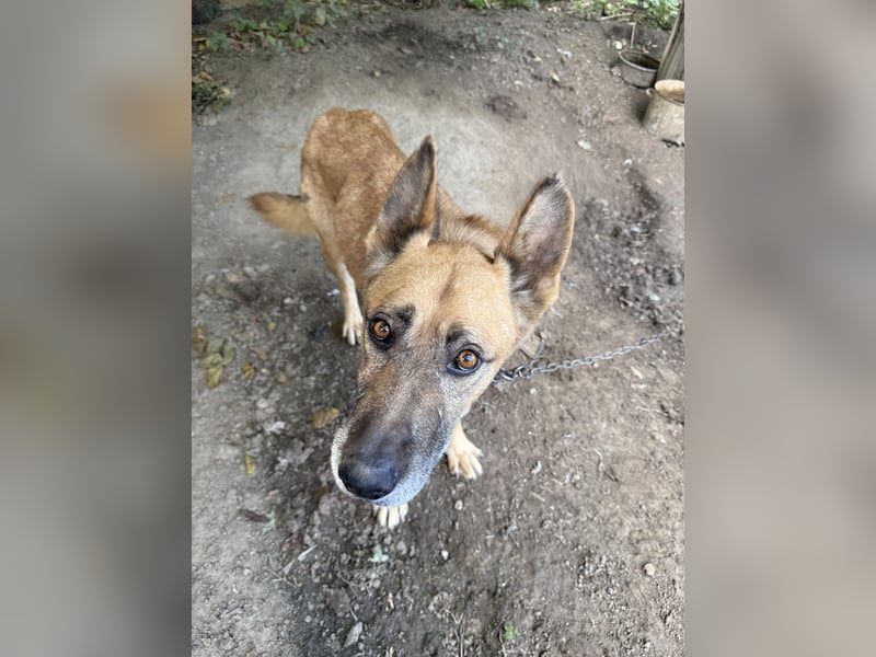 Füles wartet auf sein Für-immer-Zuhause