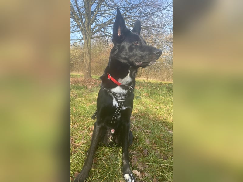 COOPER ❤️ sensibler Schäferhund, Pflegefamilie Köln