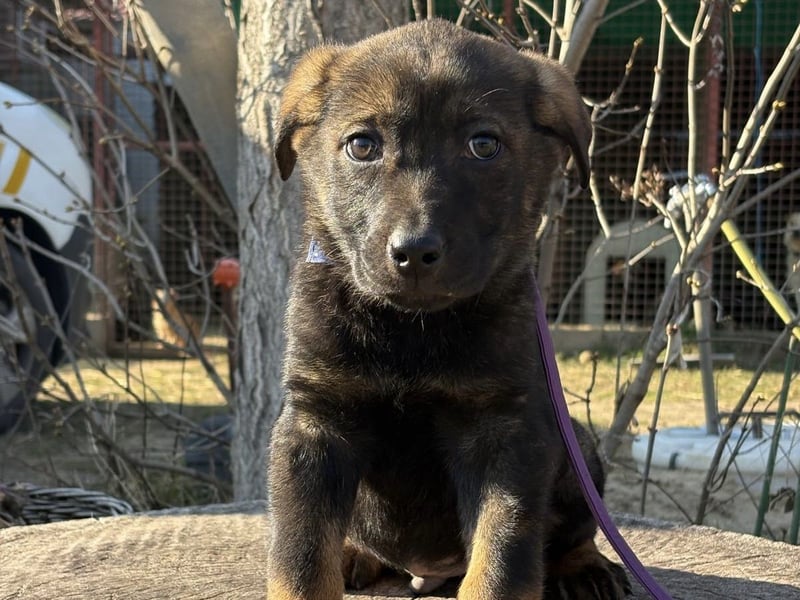 Valentino  sucht Liebe und Geborgenheit