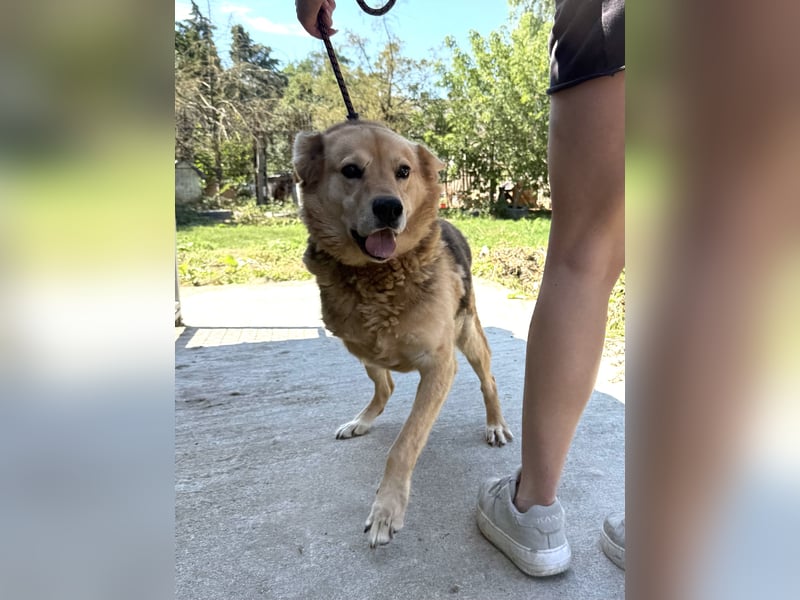 Jago ist etwas ganz Besonderes und sucht dich