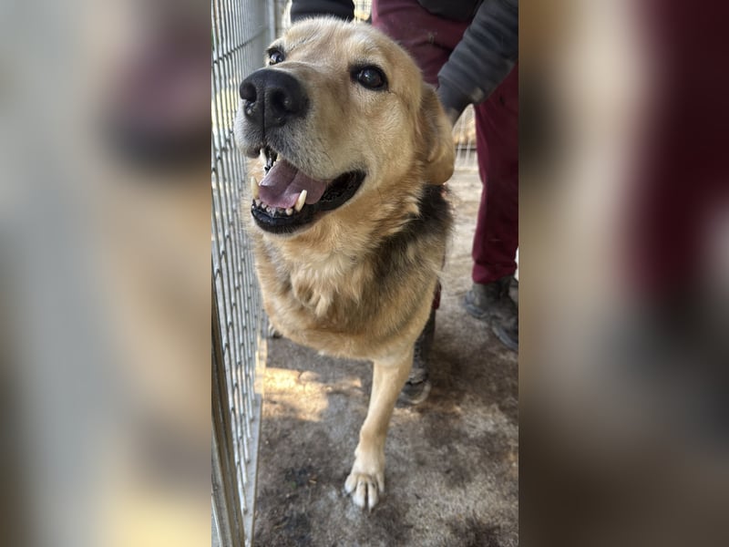 Jago - Glück auf 3 Beinen