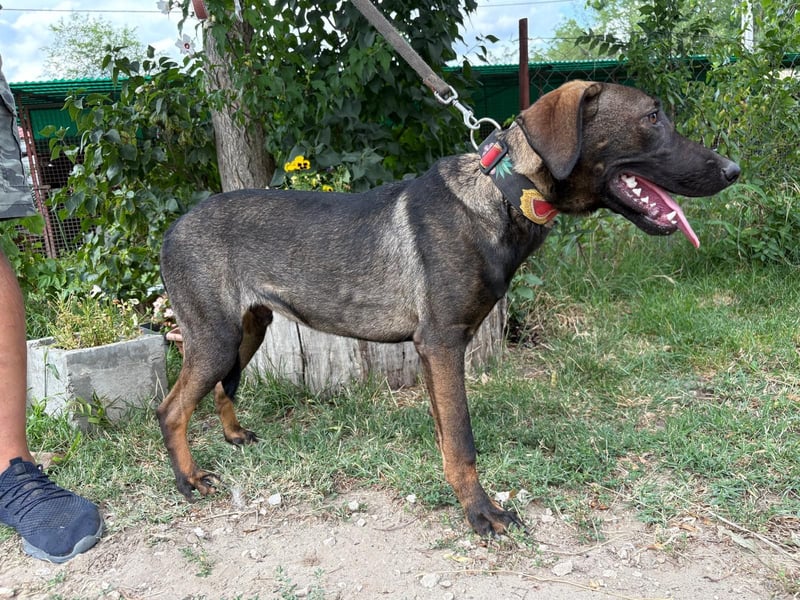 Valentino  sucht Liebe und Geborgenheit