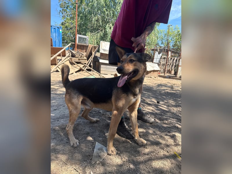 Jankó sucht das Abenteuer
