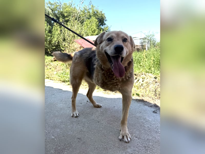 Jago ist etwas ganz Besonderes und sucht dich