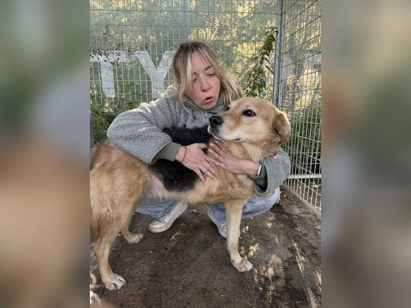 Jago - toller Kerl auf drei Beinen