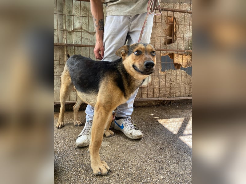 Jankó sucht das Abenteuer