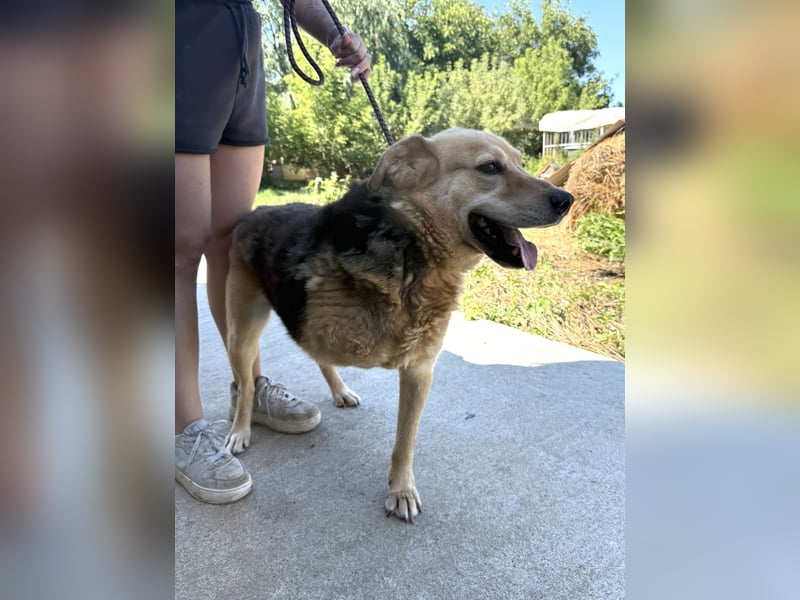 Jago - Glück auf 3 Beinen