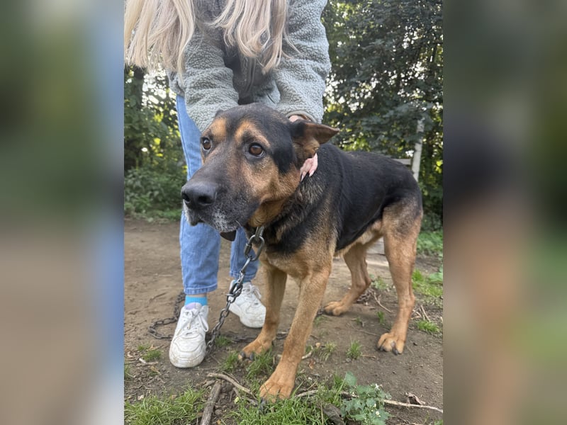 Rexi wartet auf ein Leben voller Liebe