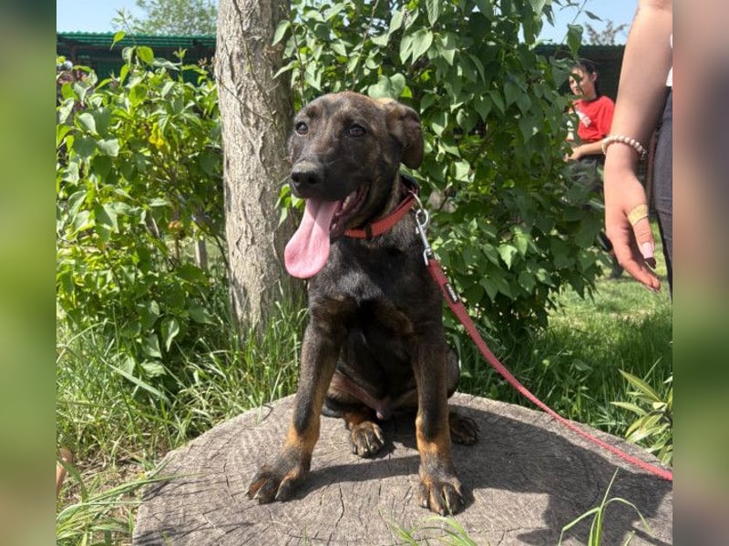 Valentino  sucht Liebe und Geborgenheit