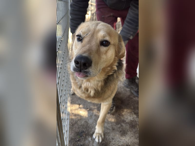 Jago sucht seine Herzensmenschen