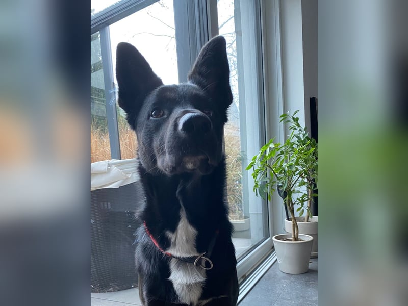 COOPER ❤️ sensibler Schäferhund, Pflegefamilie Köln