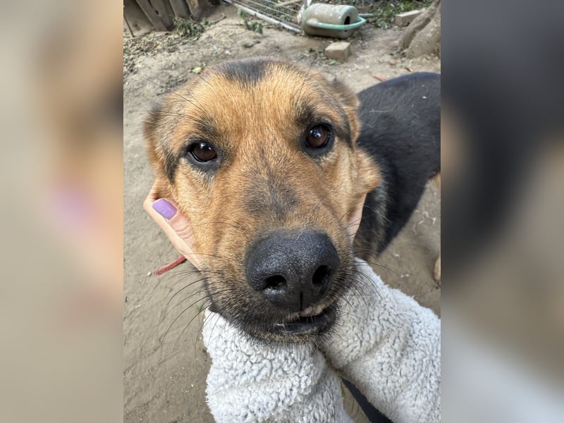 Berci hofft auf sein Wunder