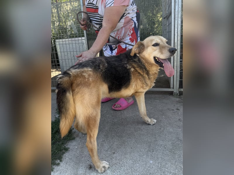 Jago - Glück auf 3 Beinen