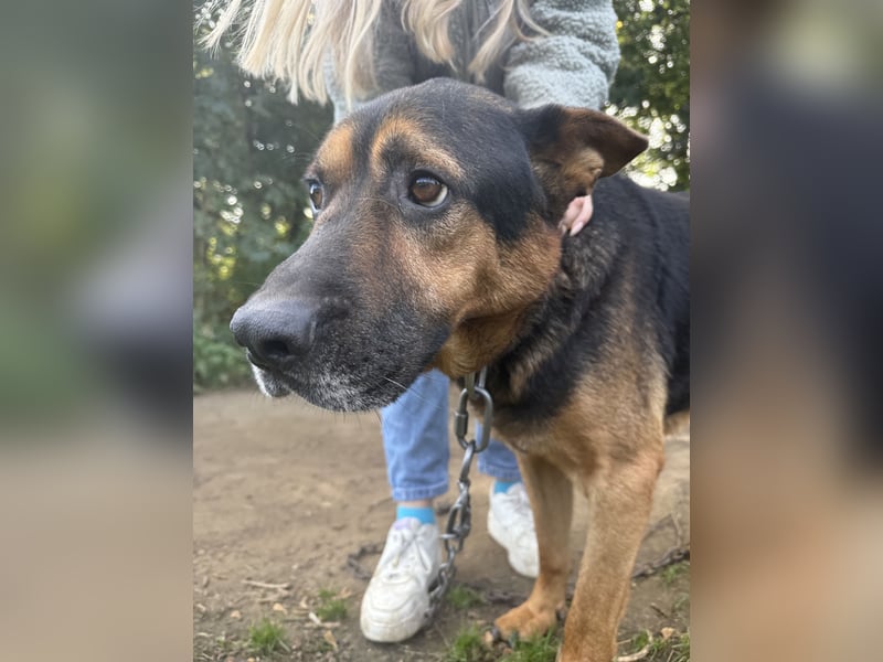 Rexi sucht ein Herz, das ihn liebt