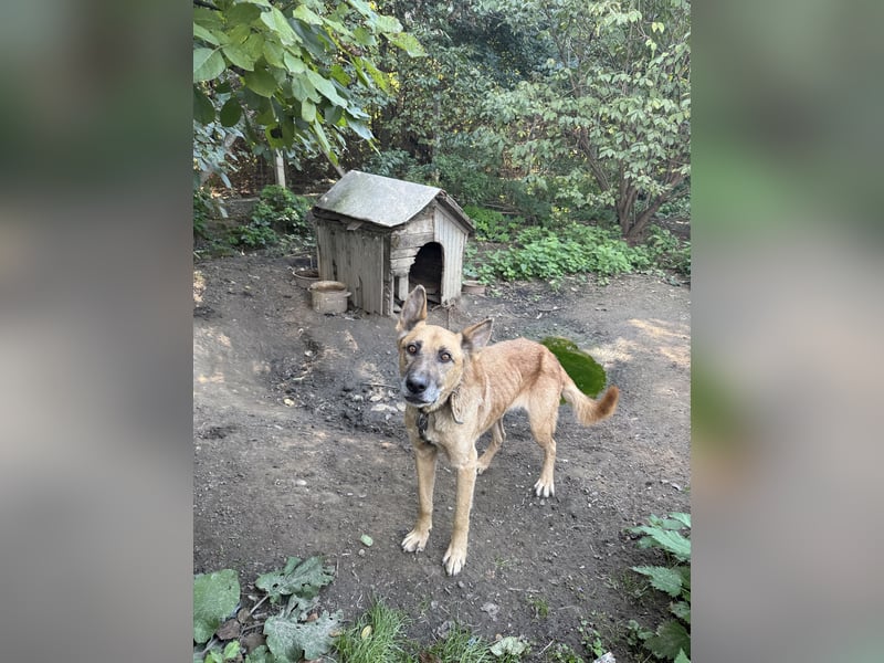 Füles möchte nicht länger warten