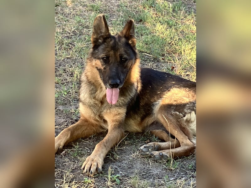 Tara - wer schenkt ihr eine Zukunft?