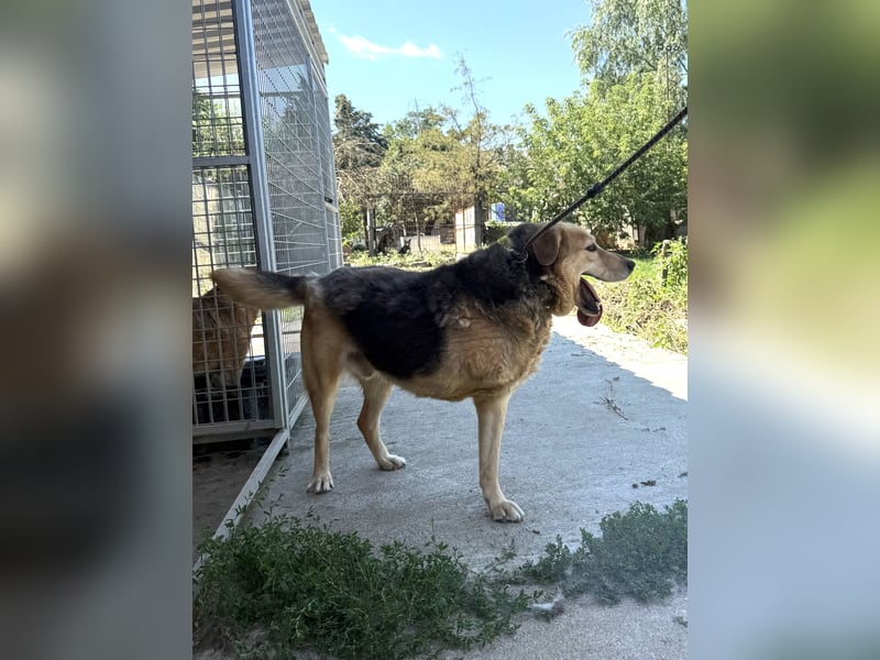 Jago sucht seine Herzensmenschen