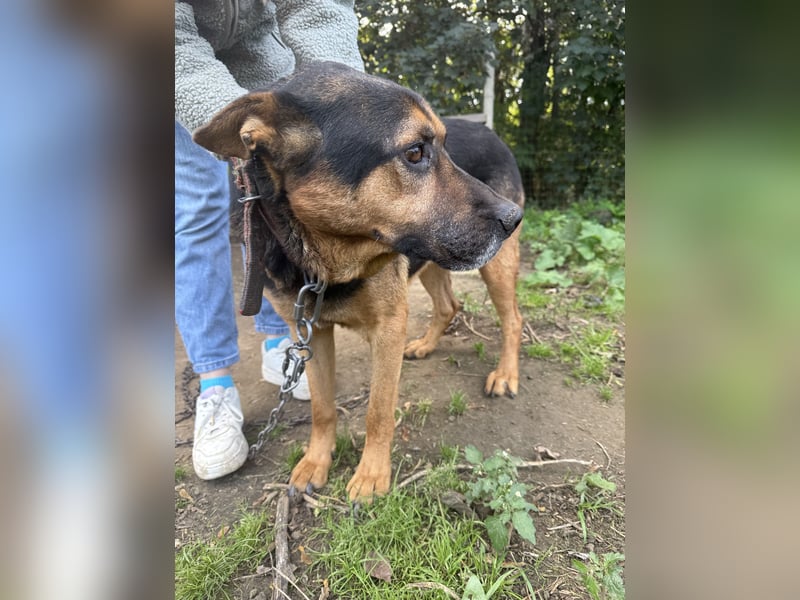 Rexi wartet auf ein Leben voller Liebe