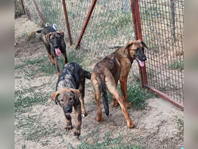 Valentino  sucht Liebe und Geborgenheit