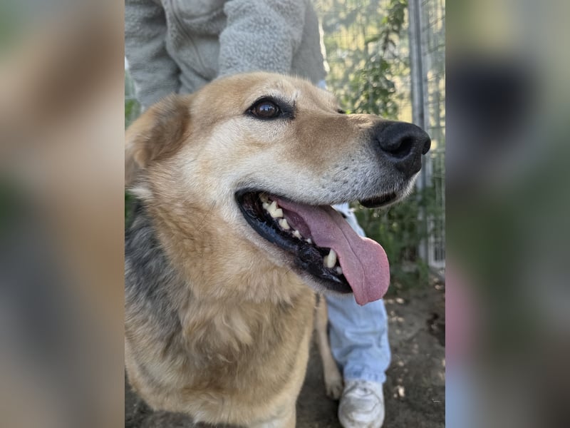 Jago - Glück auf 3 Beinen