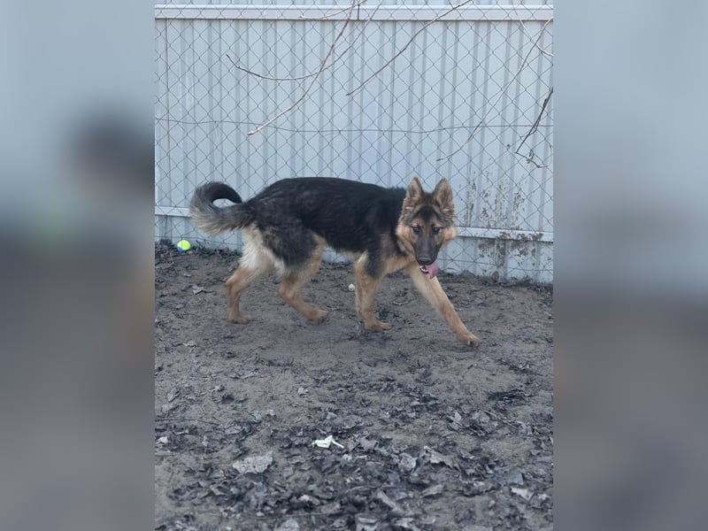 Blanka sucht ein Herz, das bleibt