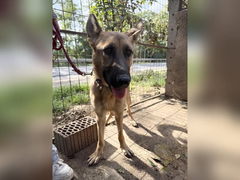 Missy Schäferhund fans aufgepasst !!!