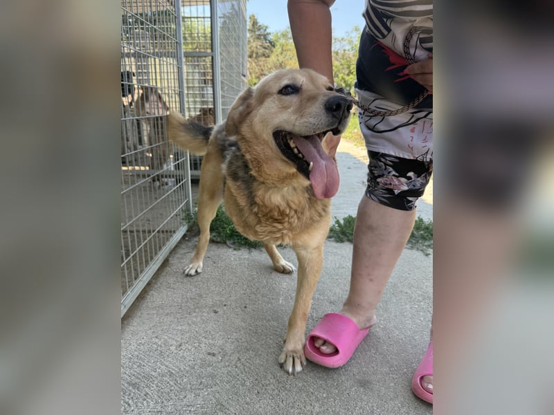 Jago - Pures Glück auf 3 Beinen