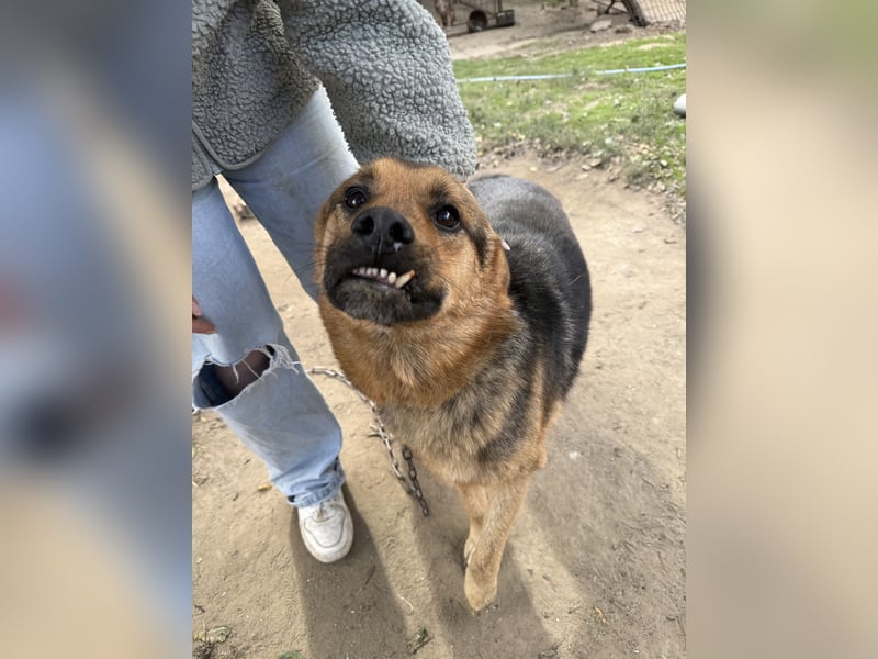 Berci sucht seine Menschen