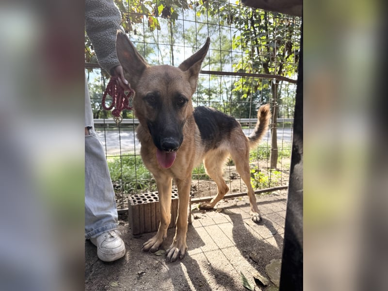 Missy Schäferhund fans aufgepasst !!!