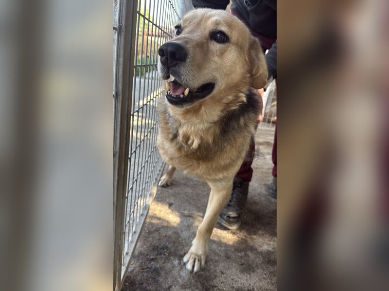 Jago - Pures Glück auf 3 Beinen