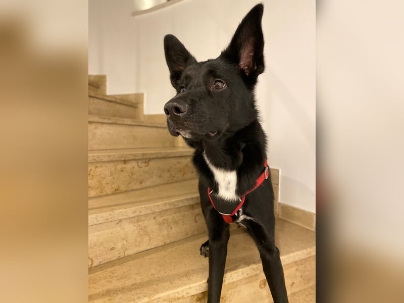 COOPER ❤️ sensibler Schäferhund, Pflegefamilie Köln