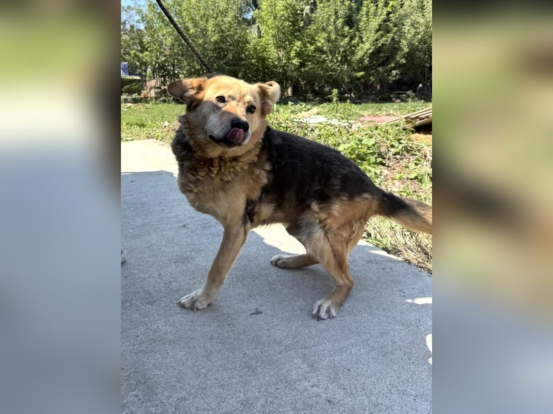 Jago - Glück auf 3 Beinen