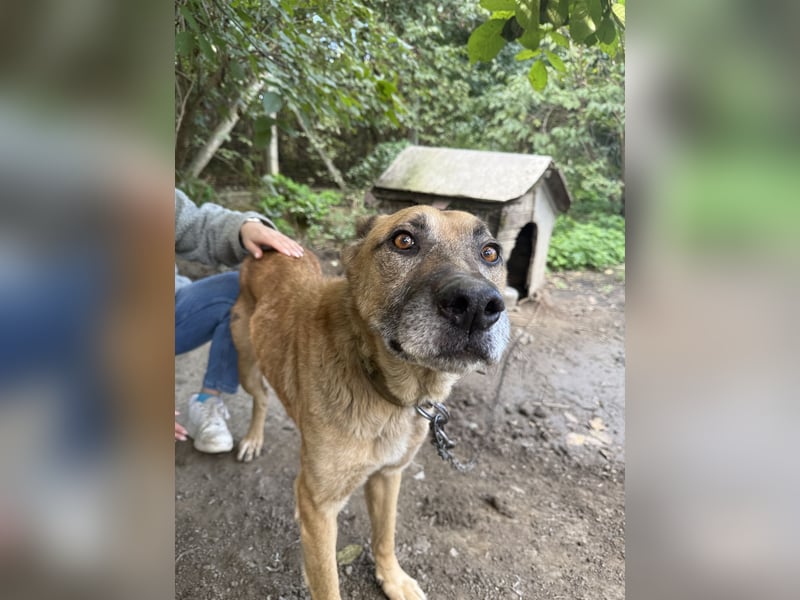 Füles - braucht dringend ein Zuhause!