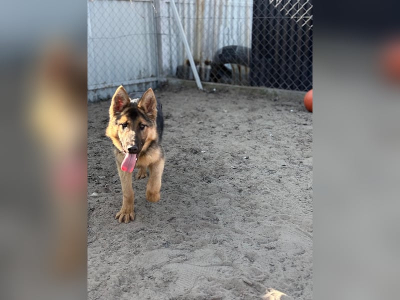 Blanka sucht ein Herz, das bleibt