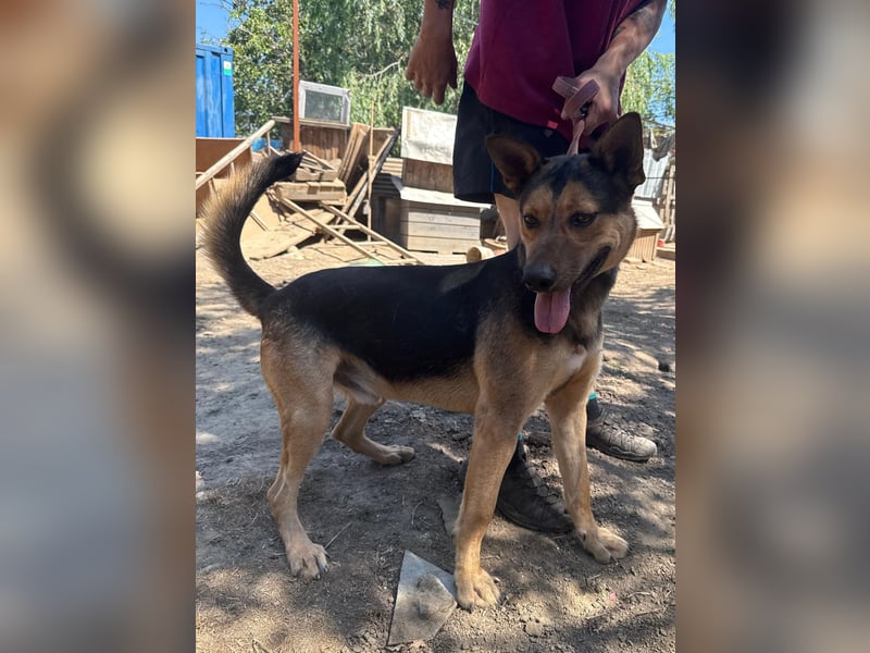 Jankó sucht das Abenteuer